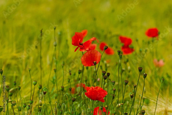 Obraz mehrere mohnblüten