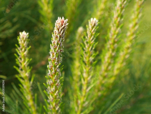 Fototapeta Fresh sprouts of a pine tree
