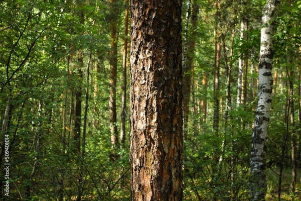 Fototapeta The trunk of a large pine tree and its bark close-up, illuminated by sunlight against the backdrop of a green forest