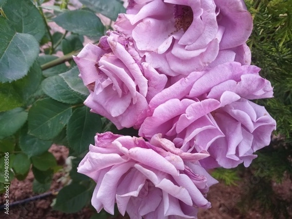 Obraz pink rose bush