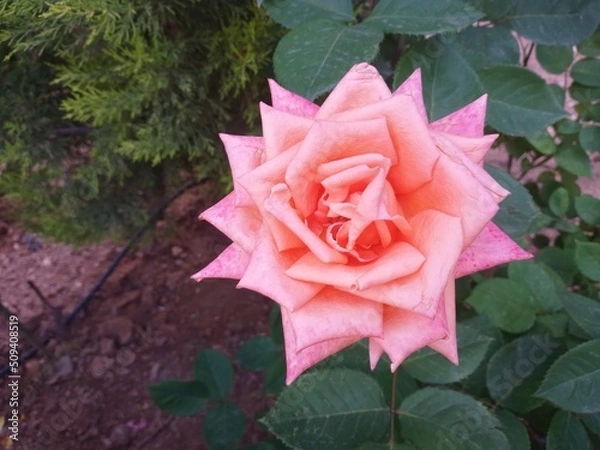 Obraz pink rose with drops