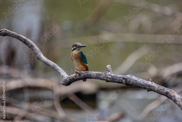 Obraz Common Kingfisher