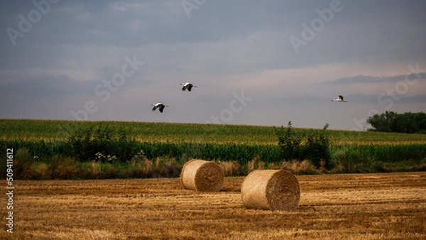Fototapeta OLYMPUS DIGITAL CAMERA