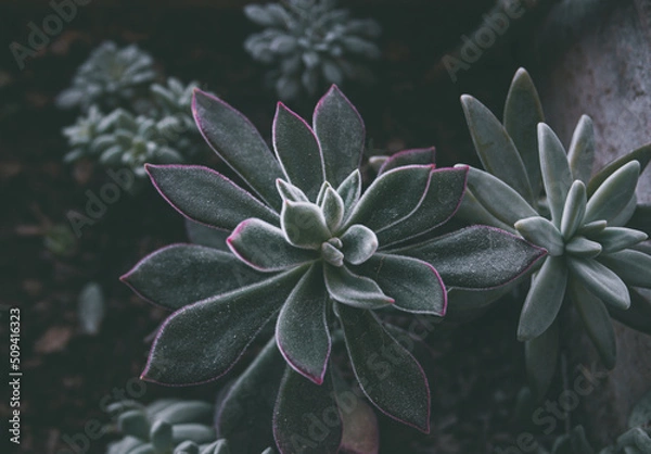 Fototapeta SAMSUNG CSC