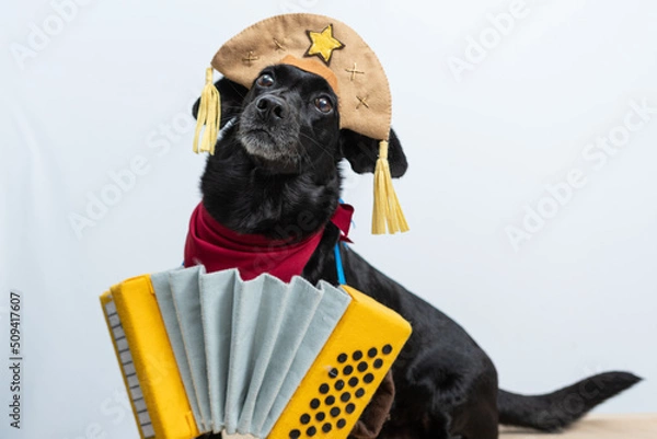 Obraz cachorro preto com fantasia de cangaceiro e sanfona