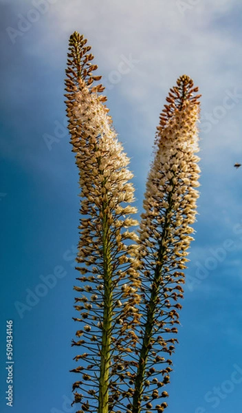 Fototapeta flower against sky background