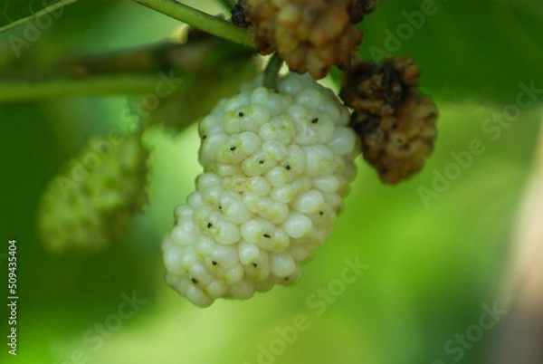 Obraz dut yakın çekim