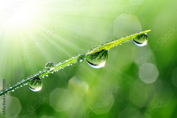 Obraz Dew drops close up