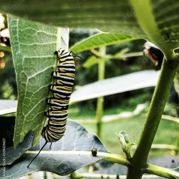 Obraz Caterpillar