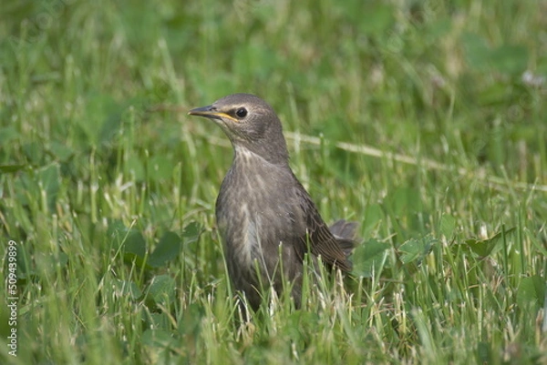 Fototapeta młody szpak