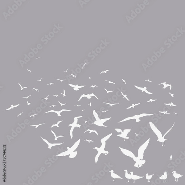 Obraz big pack of seagulls