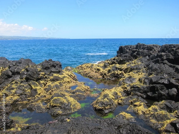 Obraz Black volcanic rocks covered with yellow moss. Deep blue sea and clear blue sky. Chalk's Beach at Hilo, Big Island of Hawaii.