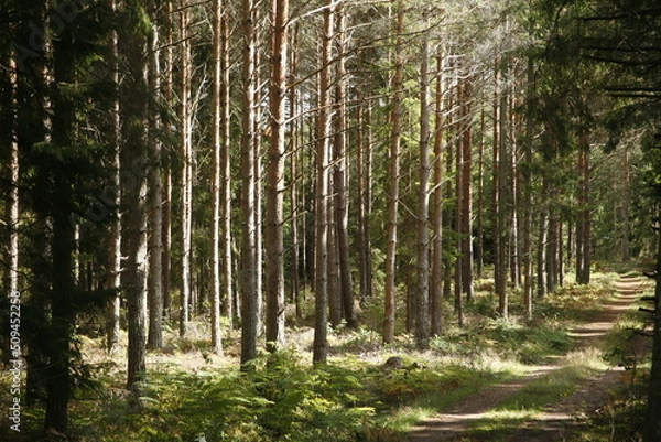 Obraz trees in the forest