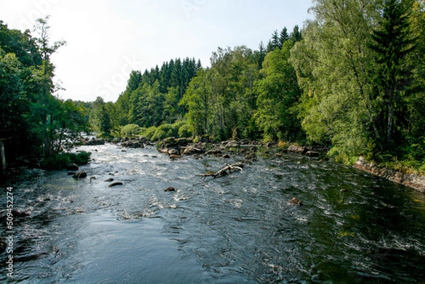 Obraz river in the forest