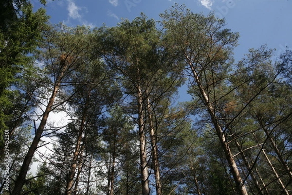 Obraz trees and sky