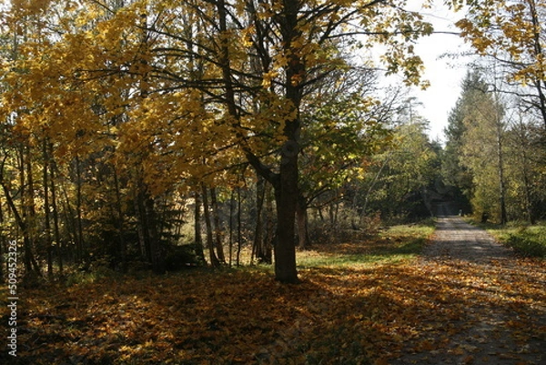 Obraz Autumn tree