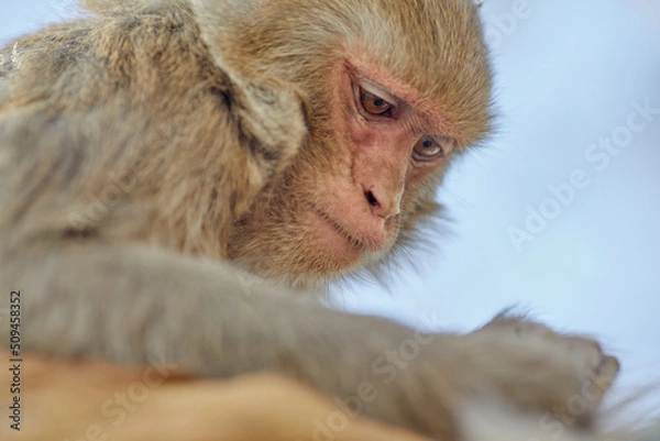 Obraz Monkeypox virus, monkeys in the wild spread the virus