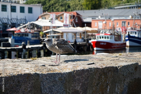 Fototapeta Grey seagull on a wall of a harbor, boats in background