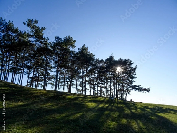 Fototapeta Sun shining through a couple of pines on a hill
