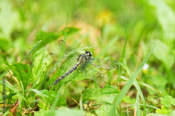 Fototapeta タベサナエ