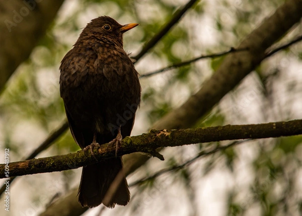 Obraz Yellowbill blackbird