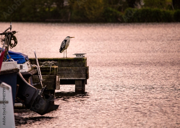 Fototapeta Heron on peer