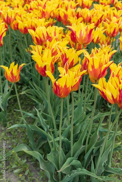 Fototapeta Yellow and red tulips with pointy leaves