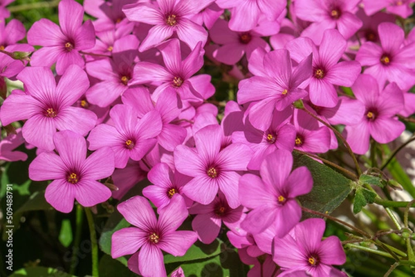 Obraz Pink wood sorrel flower (Latin name: Oxalis articulata).