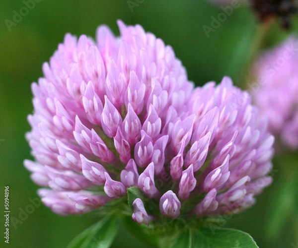 Fototapeta trifolium pratense