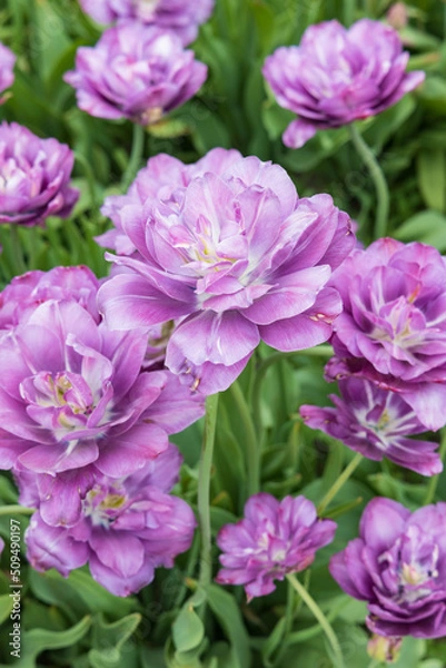 Fototapeta Light and dark purple tulips in a field