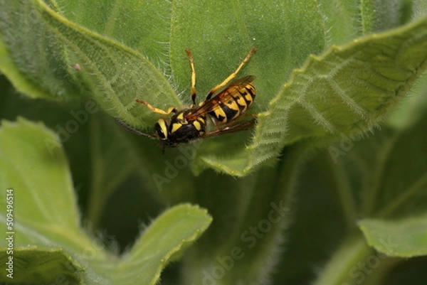Obraz Wasp Sideways on Leaf