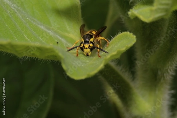 Fototapeta Facing Yellowjacket wasp on leaf