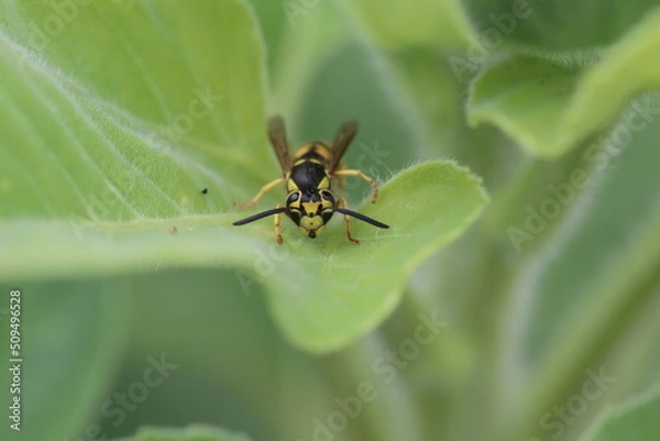 Obraz Face off with Yellowjacket