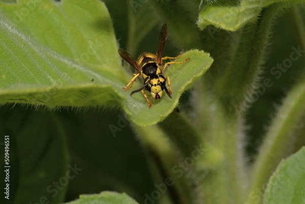 Obraz YellowJacket on a Leaf