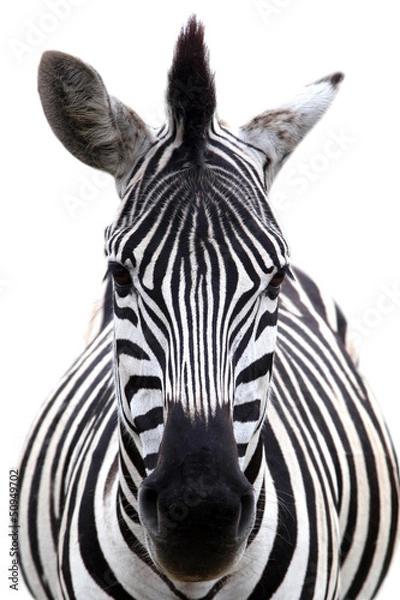 Obraz Zebra