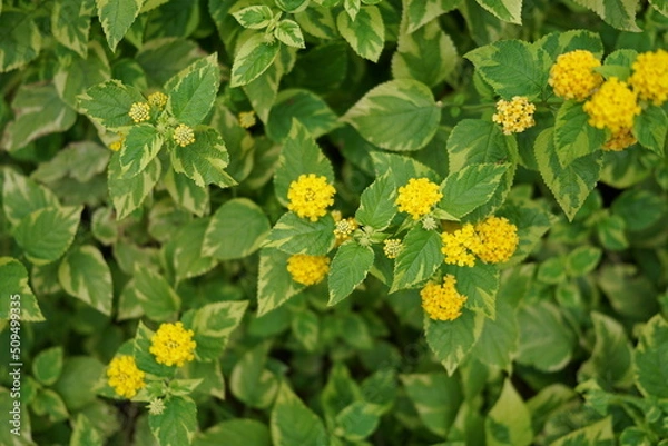 Fototapeta イエローフラワー