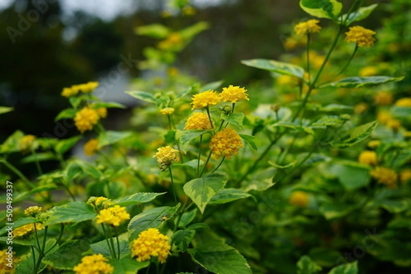 Fototapeta イエローフラワー