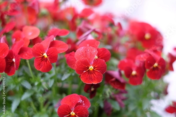 Fototapeta ベゴニア