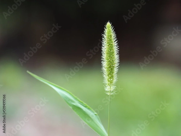 Fototapeta 猫じゃらし（エノコログサ）