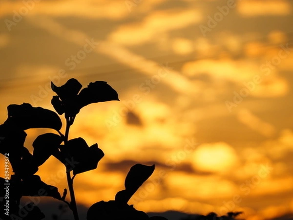 Fototapeta 夕焼け