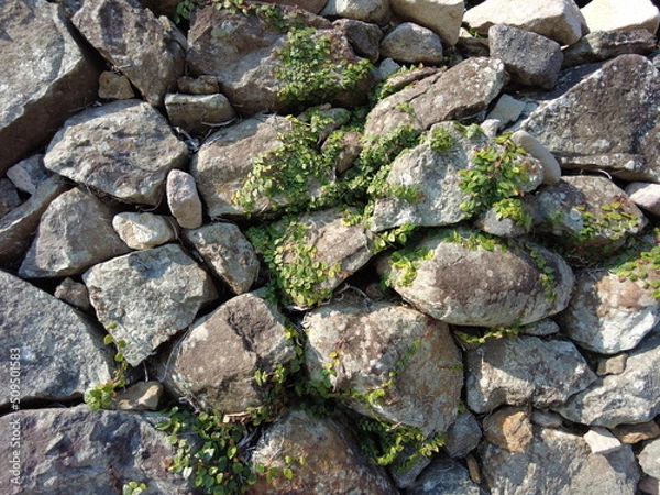 Obraz 石垣とツタ