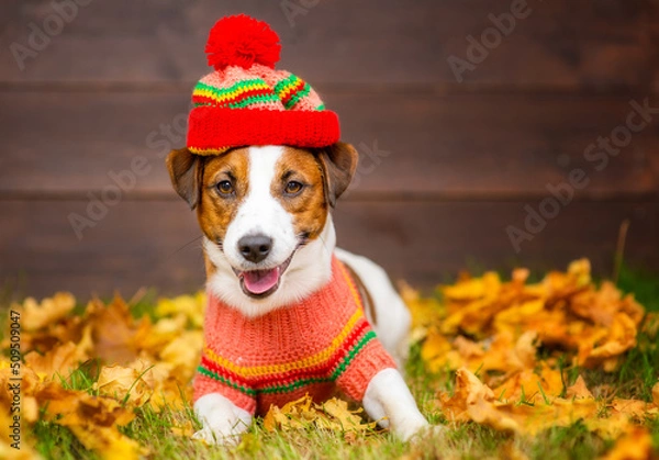 Fototapeta Portrait of a young dog of breed Jack Russell with a sweater and a knitted hat on a background of yellow grass covered with autumn leaves and a wooden fence. Cozy autumn concept. Place for text