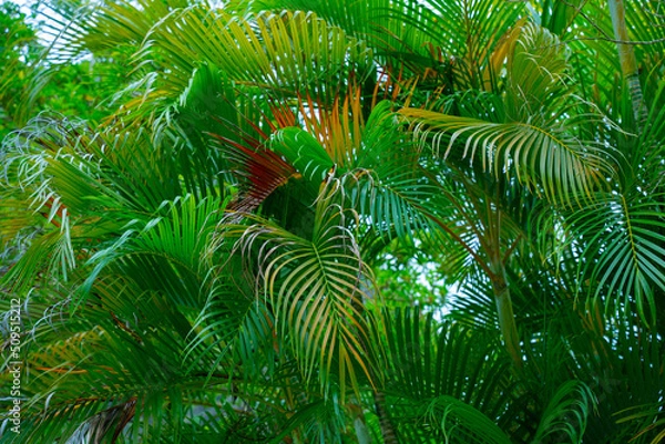 Fototapeta Green palm tree branches in the tropical jungle