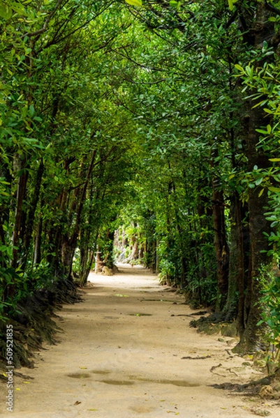 Obraz 沖縄本島北部・備瀬のフクギ並木（縦型）