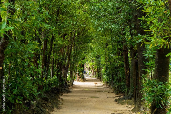 Obraz 沖縄北部の人気観光名所・備瀬のフクギ並木と猫