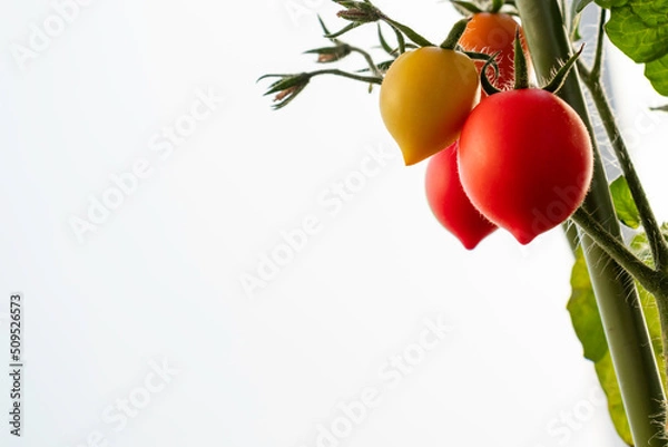 Obraz ミニトマト　果実