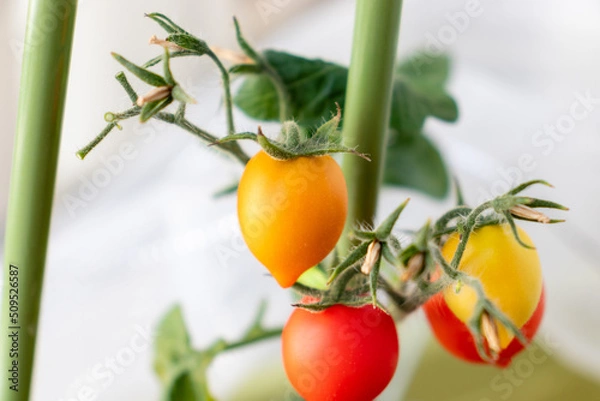 Obraz ミニトマト　果実