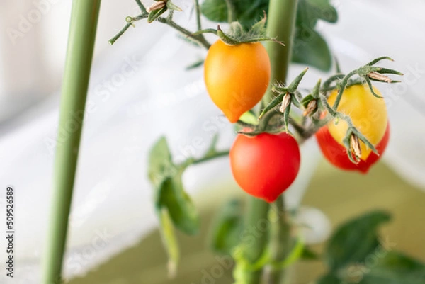 Obraz ミニトマト　果実