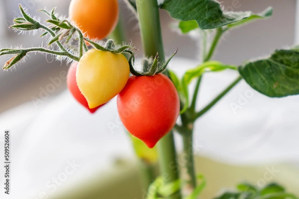 Obraz ミニトマト　果実