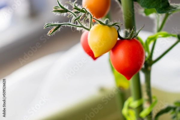 Obraz ミニトマト　果実